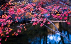 一品侠手机网猎艳